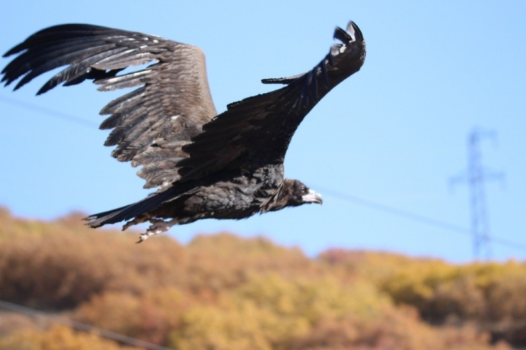 Nesli Tehlike Altında Olan Kara Akbaba Erzincan’da Görüntülendi