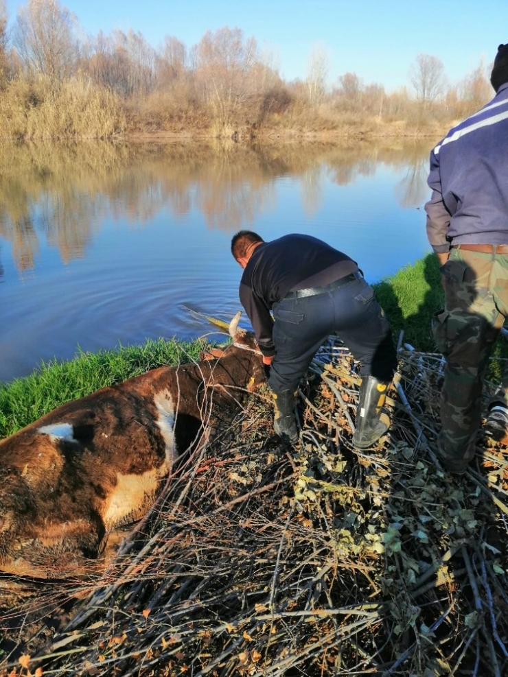 Çamura Saplanan İneği İtfaiye Kurtardı