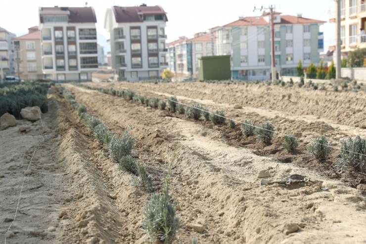 Burdur’da 4 Bin Lavanta Toprakla Buluştu