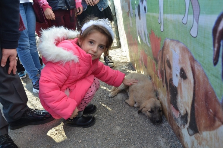 Miniklerin Biriktirdikleri Harçlıkları Sokak Hayvanlarına Mama Oldu