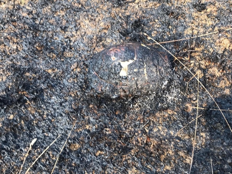 Kaynarca’da 2 Dönüm Ormanlık Alan Yandı