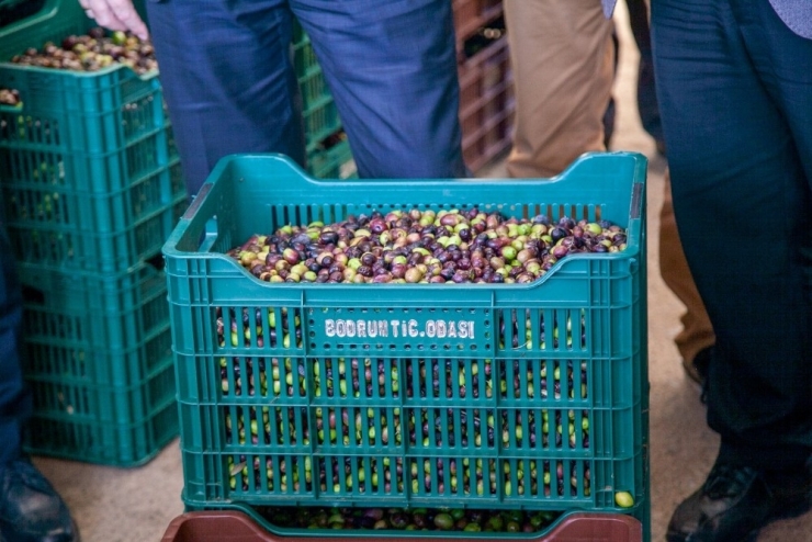 Bodrum Zeytinyağına ‘Kalite’ Dokunuşu