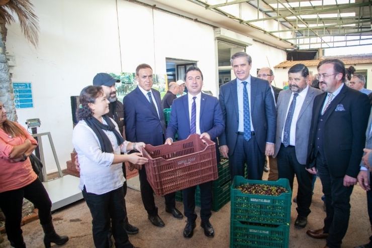 Bodrum Zeytinyağına ‘Kalite’ Dokunuşu