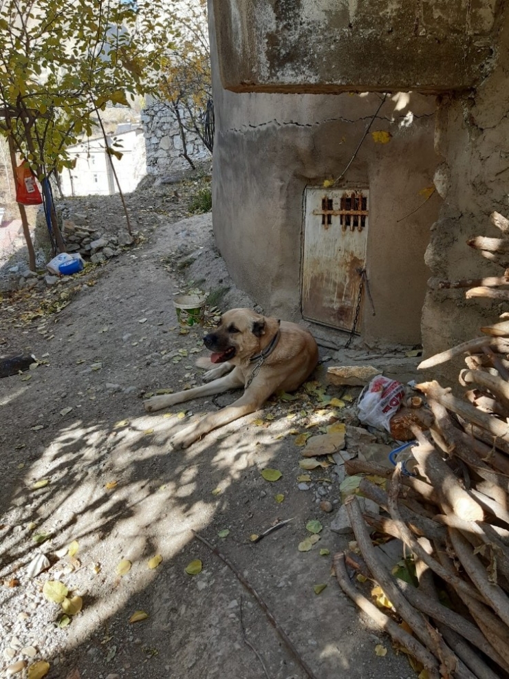 Yaralı Kangal Köpeği Tedavi Altına Alındı