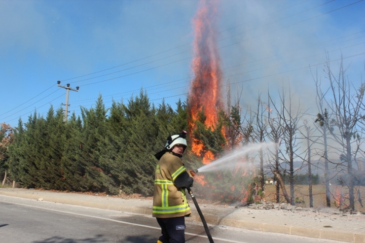Kaynak Kıvılcımı Çam Ağaçlarını Yaktı