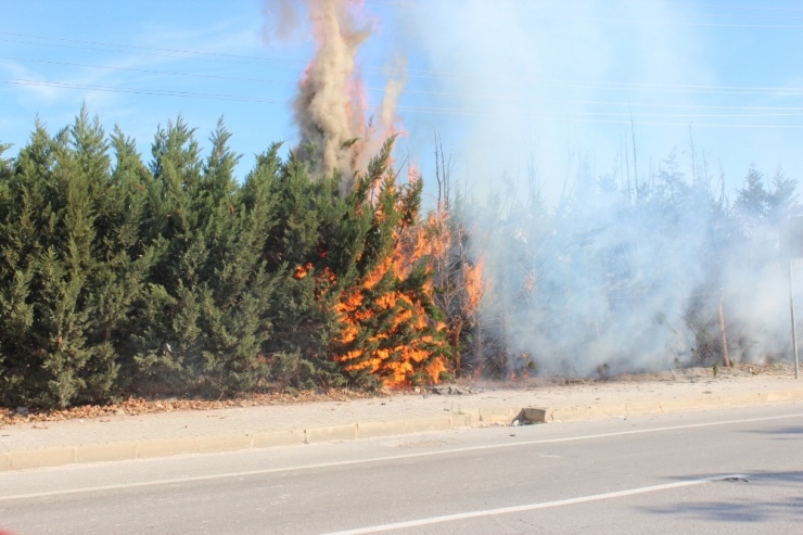 Kaynak Kıvılcımı Çam Ağaçlarını Yaktı
