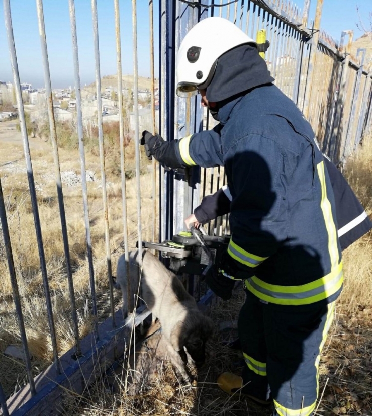 Demir Parmaklıklara Sıkışan Köpek Kurtarıldı