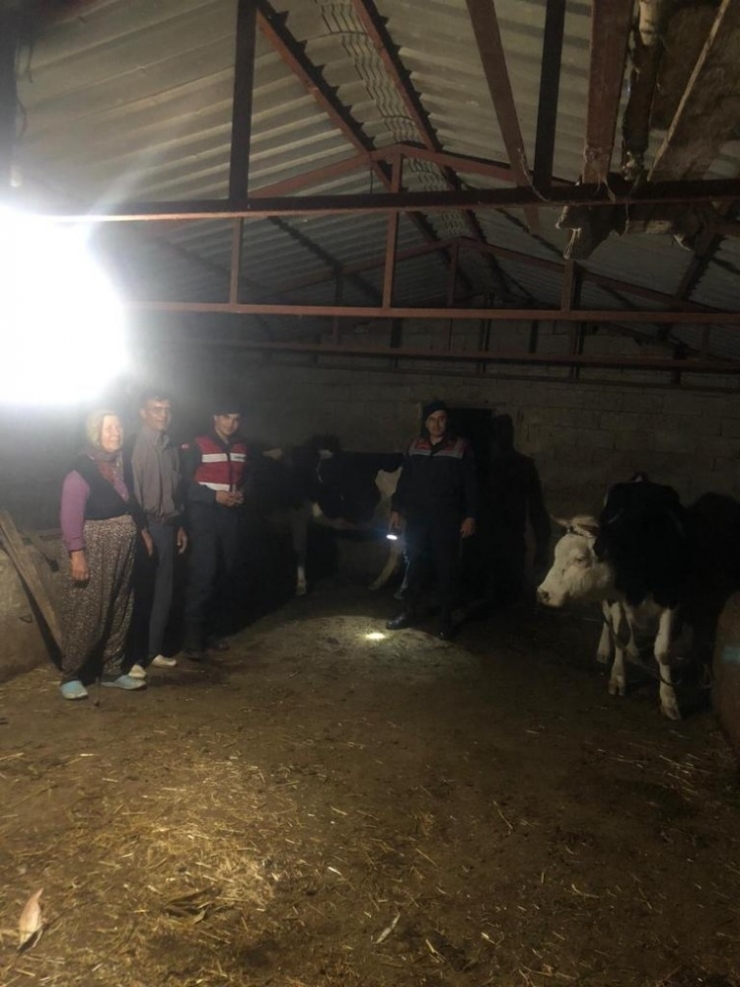 Kayıp İnekleri Jandarma Buldu