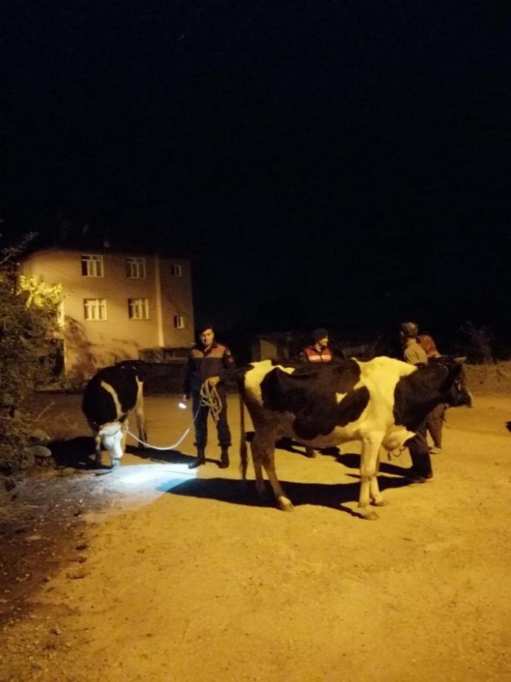 Kayıp İnekleri Jandarma Buldu