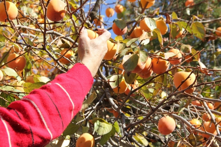 Darende’de Kayısıya Alternatif Tarım Ürünü: Hurma