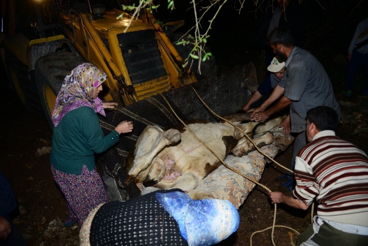 Yamaçtan Düşerek Arka Ayakları Kırılan İnek İçin Kurtarma Operasyonu