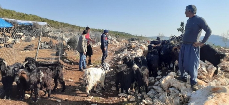 Çaldıkları Koyunları Ucuz Fiyata Satmışlar