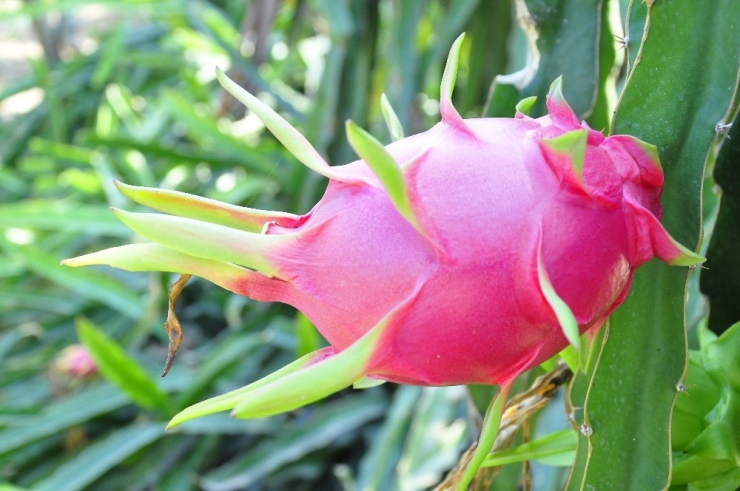 Bahçede Kilosu, Tezgahta Tanesi 30 Lira