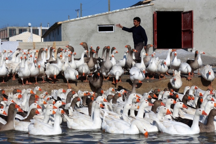 Van’da Yetiştirilen Kazlara İran Ve Kuzey Irak’tan Talep