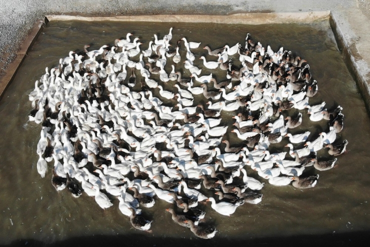 Van’da Yetiştirilen Kazlara İran Ve Kuzey Irak’tan Talep