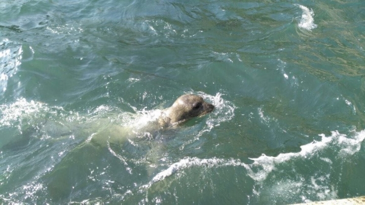Kuşadası Körfezi Yeni Türlere Ev Sahipliği Yapmaya Başladı