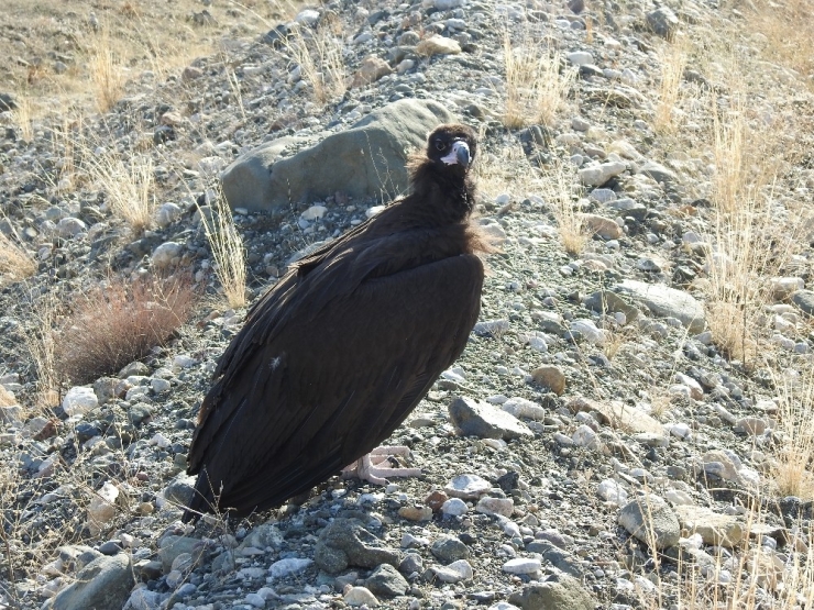 Nesli Tehlike Altında Olan Kara Akbaba Göç Ederken Erzincan’da Mola Verdi