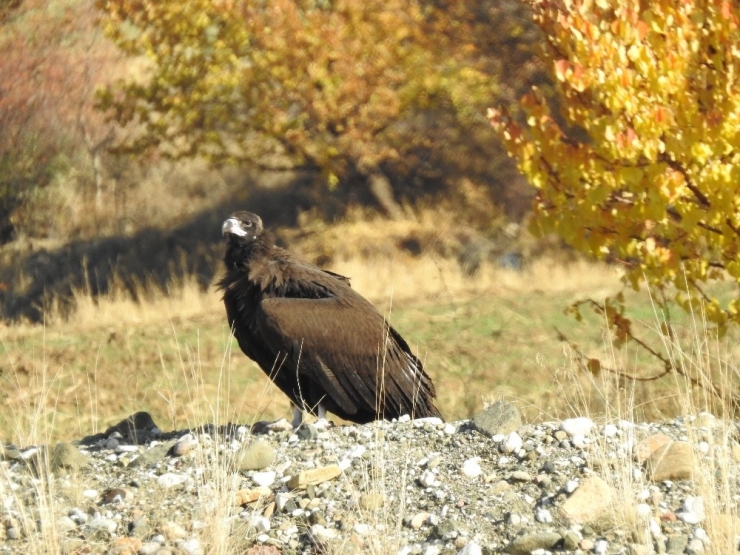 Nesli Tehlike Altında Olan Kara Akbaba Göç Ederken Erzincan’da Mola Verdi