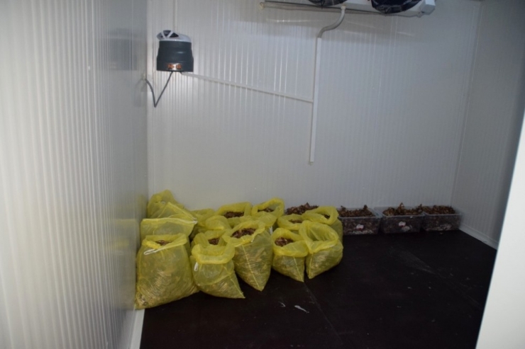 Kütahya’da Kızılkuyruklu Kayın Tartılı İle Mücadele Çalışmalarına Başlandı