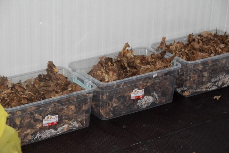 Kütahya’da Kızılkuyruklu Kayın Tartılı İle Mücadele Çalışmalarına Başlandı