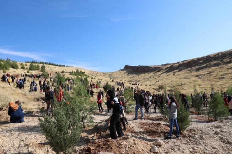 Mardin’de Bir Dünya Kadın Hatıra Ormanı Oluşturuldu
