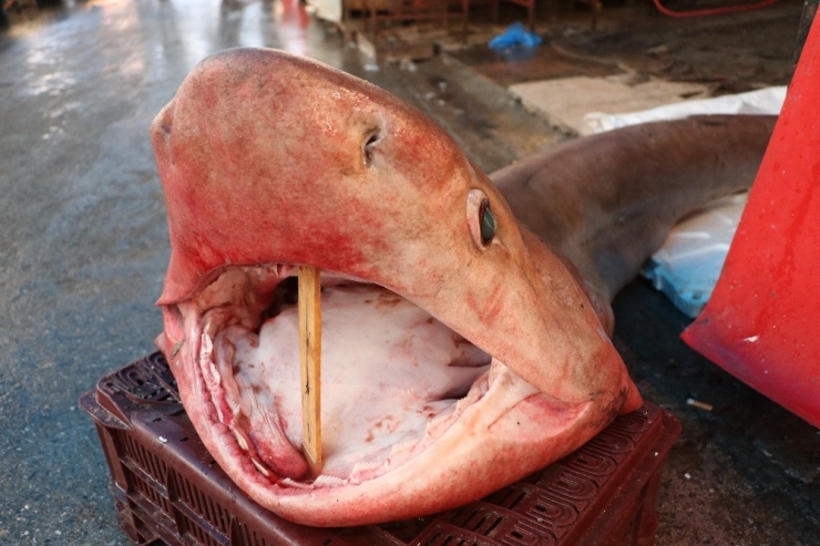 Dev Köpek Balığı, Balıkçıların Ağına Takıldı