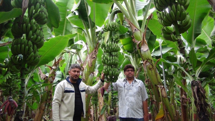 Silifke’de Muz Üretimi Hızla Artıyor