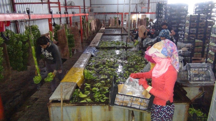 Silifke’de Muz Üretimi Hızla Artıyor