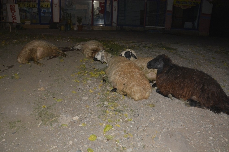 Otomobil Koyun Sürüsüne Çarptı: 40 Koyun Telef Oldu