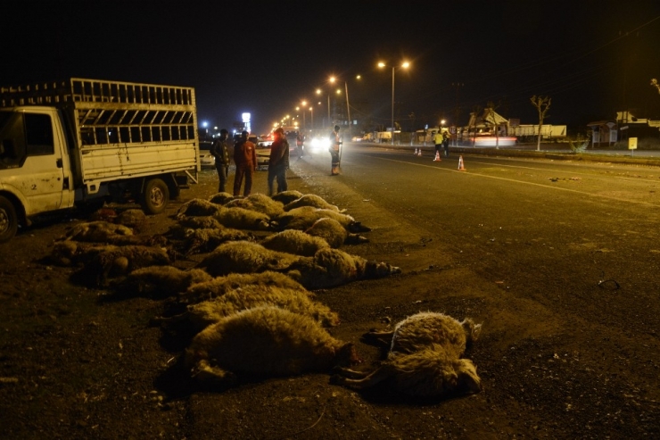 Otomobil Koyun Sürüsüne Çarptı: 40 Koyun Telef Oldu