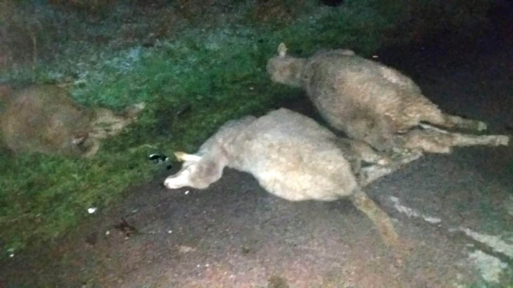 Koyun Sürüsüne Otomobil Çarptı: 15 Koyun Telef Oldu