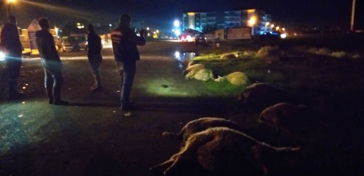 Koyun Sürüsüne Otomobil Çarptı: 15 Koyun Telef Oldu