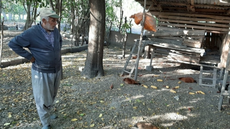 Tavukları Zehirlenen Kadın Gözyaşlarına Boğuldu