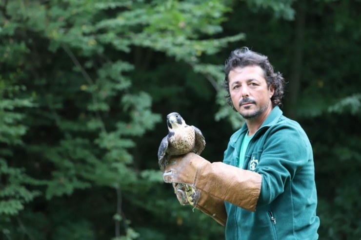 Yaralı Halde Bulunan Doğan, Sağlığına Kavuştu