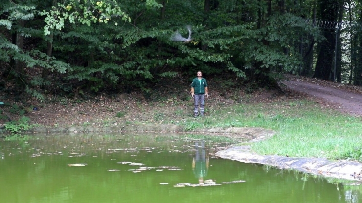Yaralı Halde Bulunan Doğan, Sağlığına Kavuştu