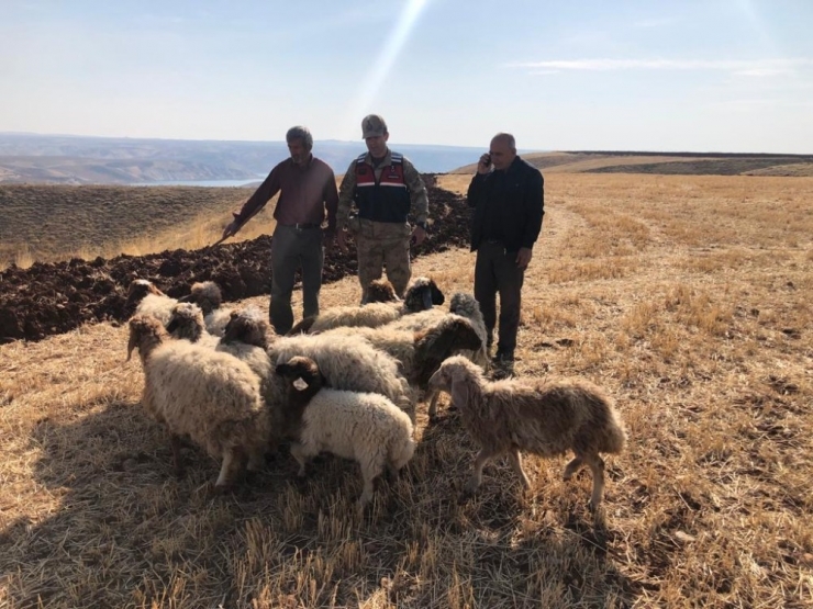 Kaybolan Koyunları Jandarma Ekipleri Buldu