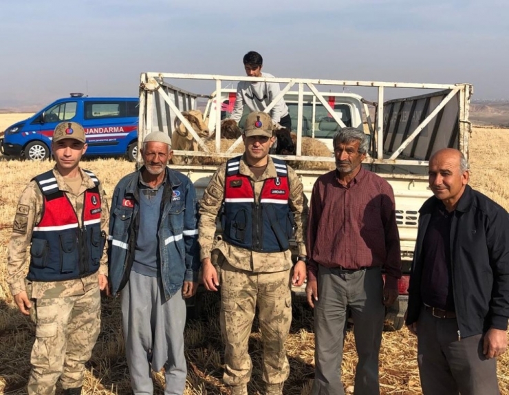 Kaybolan Koyunları Jandarma Ekipleri Buldu