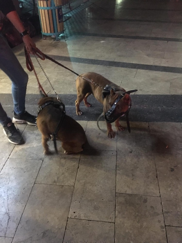 Yasaklı Köpeklere El Konulup Sahiplerine 15 Bin 604 Lira Ceza Kesildi