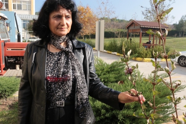 "Ispanak Değil Şeytan Elması Zehirliyor"