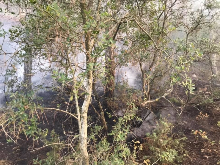 Bayırköy’de Ormanlık Alanda Yangın