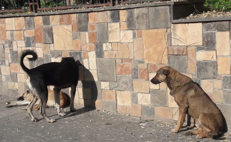 Silvan’da Başıboş Köpekler Vatandaşları Tedirgin Ediyor