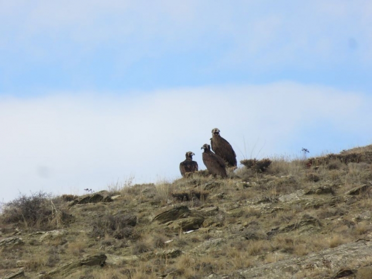 Nesli Tehlike Altında Olan Kara Akbabalar Bayburt’ta Görüntülendi