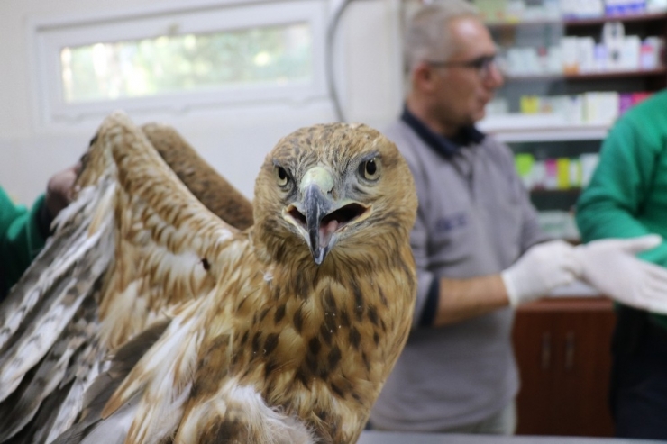 Tedavi Edilen Kuşlar Doğaya Salınıyor