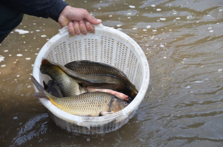 Gediz’de Su Seviyesi Düştü Elle Balık Avladılar