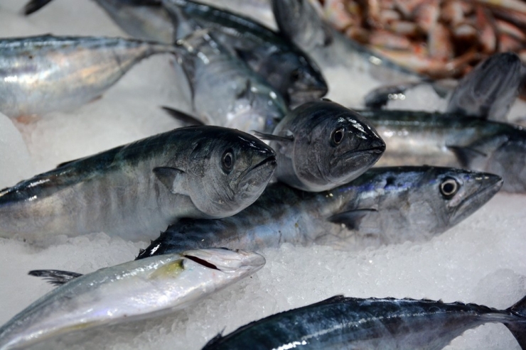 Hamsi Bolluğu Var, Palamut İse 25 Tl