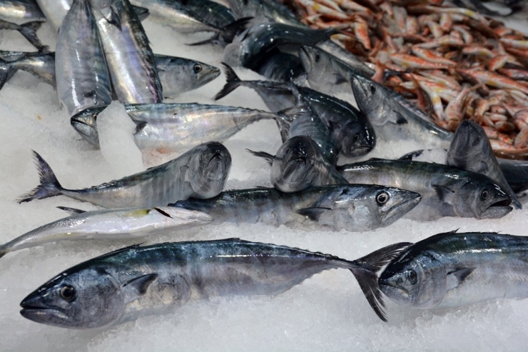 Hamsi Bolluğu Var, Palamut İse 25 Tl