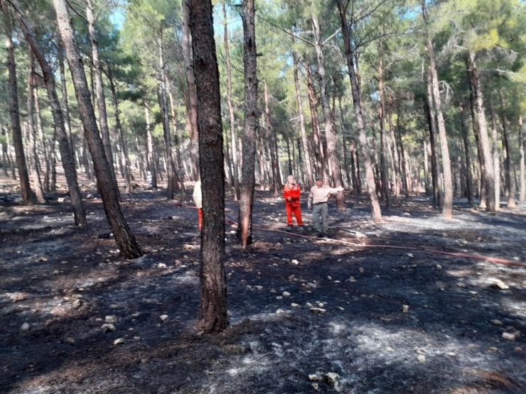 Çocukların Ateşle Oyunu Ormanı Yakıyordu