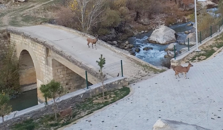 İlçe Merkezinde Gezen Yaban Keçileri Yine Görüntülendi