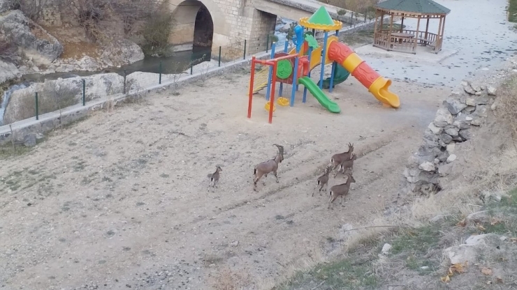 İlçe Merkezinde Gezen Yaban Keçileri Yine Görüntülendi