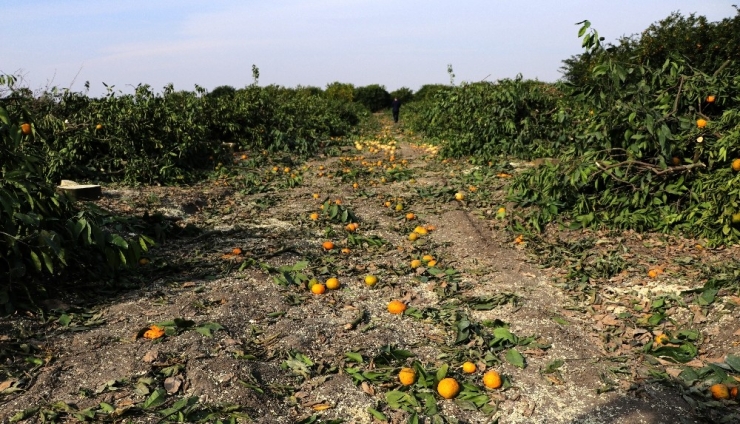 Para Etmeyen Mandalina Ağaçlarını, Yeni Cinsle Değiştiriyor